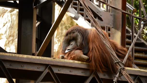 Orangután Macho Descansando Sobre Una Estructura Industrial Pongo Pygmaeus — Vídeo de stock
