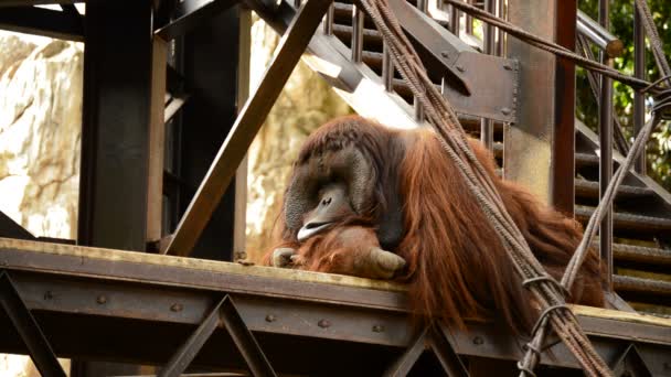 Mannelijke Orang Oetan Rustend Een Industriële Structuur Pongo Pygmaeus — Stockvideo