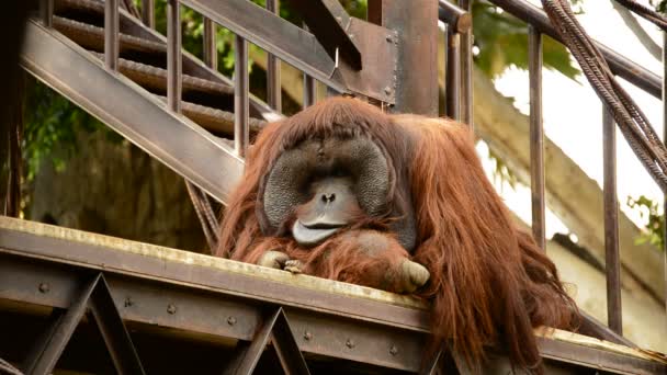 Pihen Egy Természeti Park Pongó Pygmaeus Férfi Orangután — Stock videók