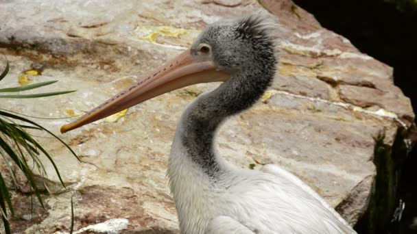 Spot Billed Pelican Bird Grey Pelicans Pelecanus Philippensis — Stock Video