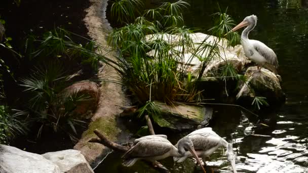 Fleckpelikane Vögel Oder Graupelikane Einem Fluss Pelecanus Philippensis — Stockvideo