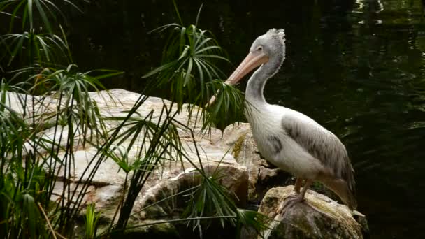 Spot Billed Pelican River Pelecanus Philippensis — Stock Video