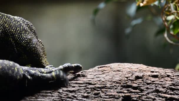 Varanus Salvadorii Walking Close Tree Crocodile Monitor Lizard — Stock Video