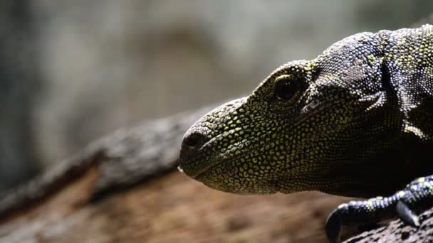 Varanus Salvadorii Yawning Crocodile Monitor Lizard Varanus Salvadorii — Stock Video