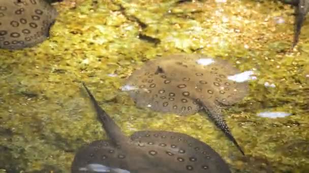 Ocellate Stingrockor Flod Potamotrygon Motoro — Stockvideo