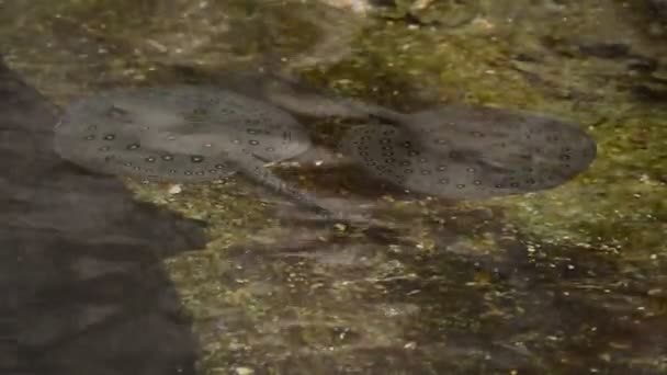 Ocellate River Stingray Swiming River Potamotrygon Motoro — стоковое видео