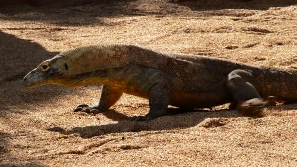 Komodovaraan Wandelen Fluiten Met Zijn Tong Varanus Komodoensis — Stockvideo