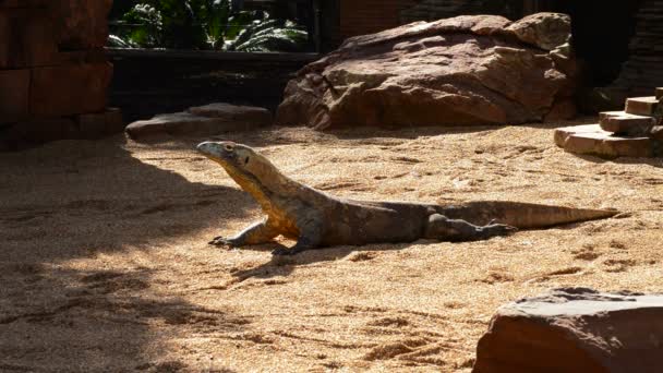 Monitor Komodo Dragão Komodo Banhos Sol Dia Ensolarado Varanus Komodoensis — Vídeo de Stock