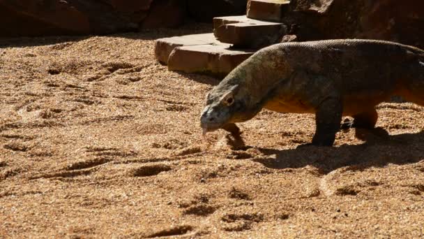 Dragón Komodo Caminando Lentamente Silbando Con Lengua Varanus Komodoensis — Vídeo de stock