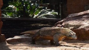 Komodo dragon yürüyüş ve onun diliyle - Varanus komodoensis ıslık