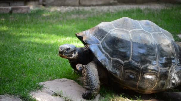 Tartaruga Gigante Galpagos Tartaruga Galpagos Andando Chelonoidis Nigra — Vídeo de Stock