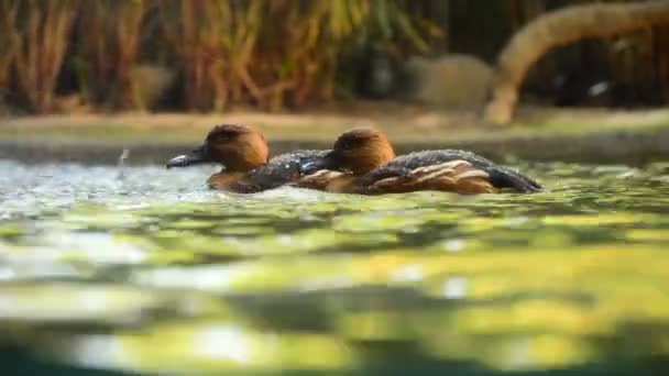 Deux Petits Canards Flottant Dans Une Rivière Côté Une Cascade — Video