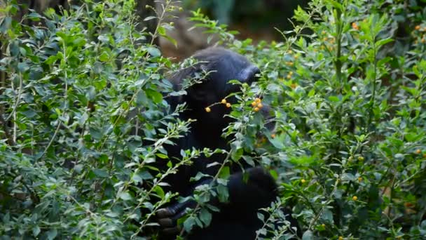常见的黑猩猩吃树叶之间的植物 平底锅黑猩猩 — 图库视频影像