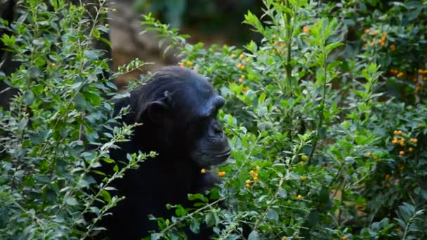 Chimpanzé commun entre les feuilles et la végétation - Pan troglodytes 