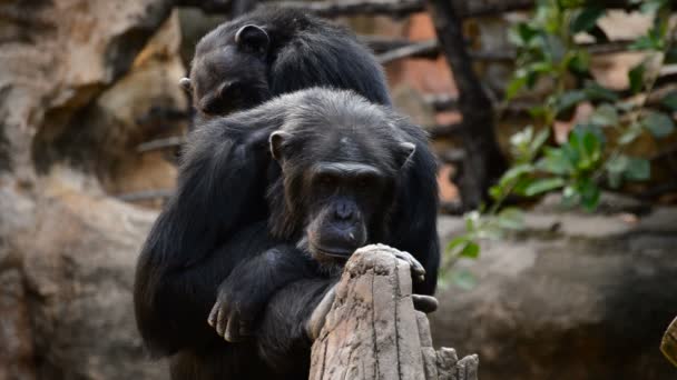 Chimpancé Común Árbol Pan Troglodytes — Vídeo de stock