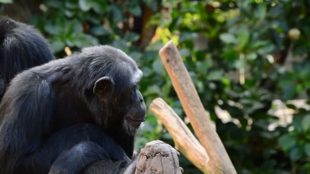 Chimpansee Een Boom Geeuwen Tonen Zijn Tanden Pan Troglodytes — Stockvideo