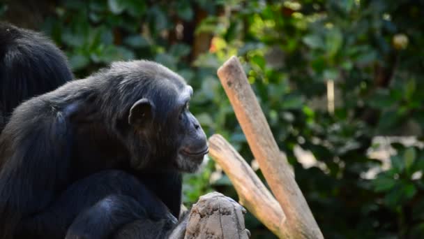 常见的黑猩猩打呵欠显示他的牙齿和獠牙 潘黑猩猩 — 图库视频影像