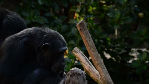 Scimpanzé Scimmia Sbadigliare Mostrando Tutti Suoi Denti Zanne Pan Trogloditi — Video Stock