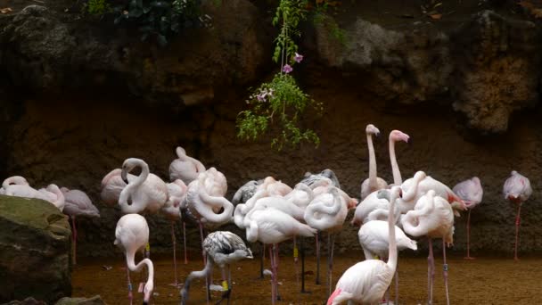 Büyük Flamingo Kuşlar Gölün Phoenicopterus Çevresi Kıyısında Pembe — Stok video