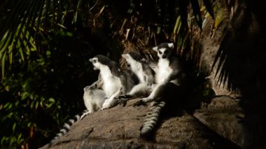 Güneşlenme halka kuyruklu Lemurlar. Lemur catta