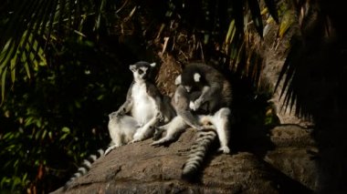Güneşlenme halka kuyruklu Lemurlar. Lemur catta
