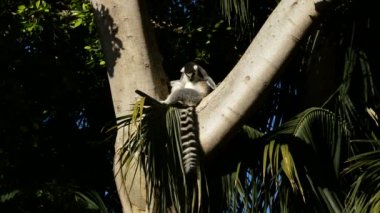 Halka kuyruk lemur ağaçta - Lemur catta