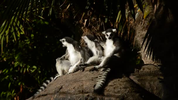 尾リングにはキツネザル日光浴します Lemur Catta — ストック動画