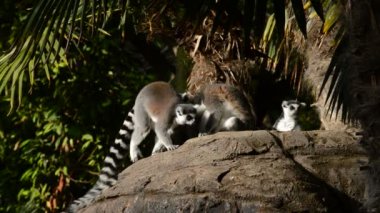Lemurlar bir grup taşla atlama halka kuyruk lemur güneşlenme - Lemur catta