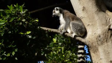Bir ağacı doğal bir park - Lemur catta şeklinde etrafa halka kuyruk lemur