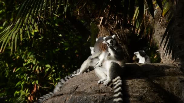 Группа Кольчатых Лемуров Загорающих Солнце Lemur Catta — стоковое видео