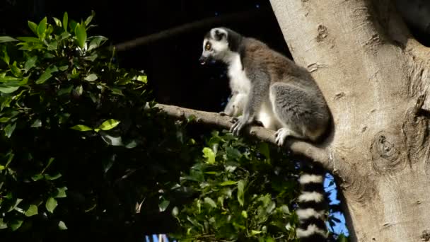 猫熊狐猴在自然公园的一棵树上四处寻找 Catta — 图库视频影像