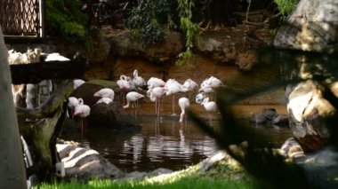 Büyük Flamingo kuşlar doğal bir parkta - Phoenicopterus çevresi