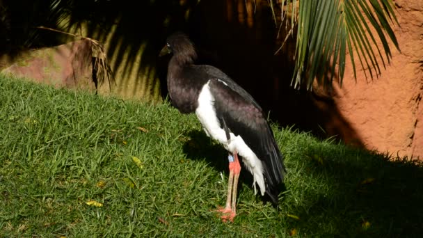 Cegonha Abdim Parque Natural Ciconia Abdimii — Vídeo de Stock