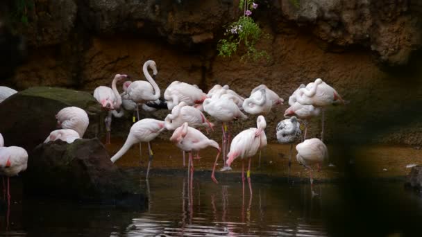 Μεγαλύτερη Πουλιά Φλαμίνγκο Στην Ακτή Μιας Λίμνης Roseus Φοινικόπτερο — Αρχείο Βίντεο