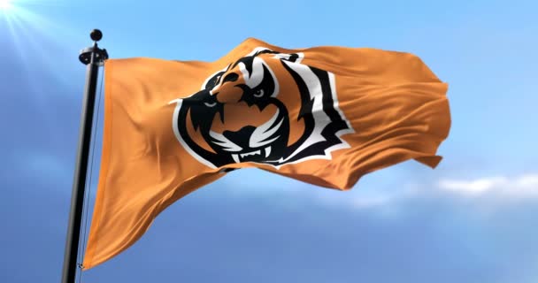 Cincinnati Bengals Flag American Football Team Waving Loop — Stock Video