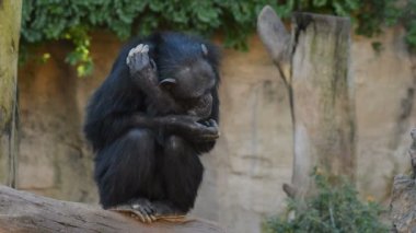 Bayağı şempanze ağaçta - Pan troglodytes snuggled