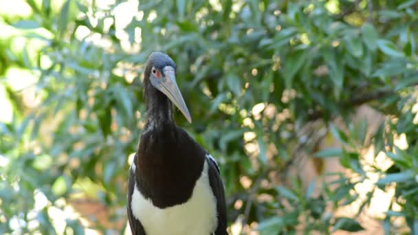 Abdim Stork Fågel Tittar Naturpark Ciconia Abdimii — Stockvideo