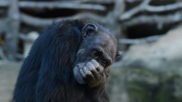 Chimpancé Común Acurrucado Aburrido Pan Troglodytes — Vídeo de stock
