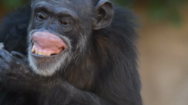 Chimpancé Común Haciendo Gestos Con Boca Pan Troglodytes — Vídeos de Stock