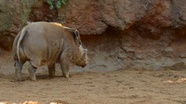 Kızılırmak domuz potamochoerus porcus - Potamochoerus porcus pictus