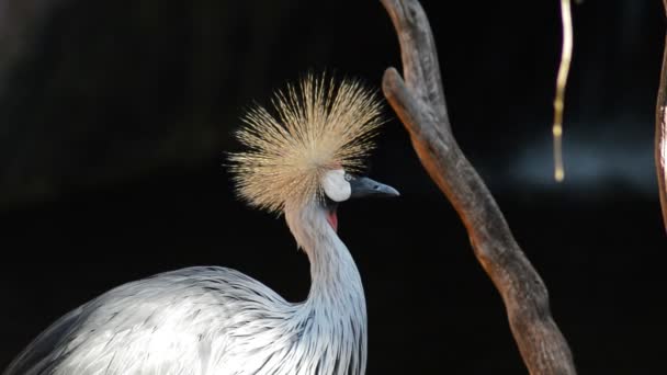 Серый Коронный Кран Balearica Regulorum — стоковое видео