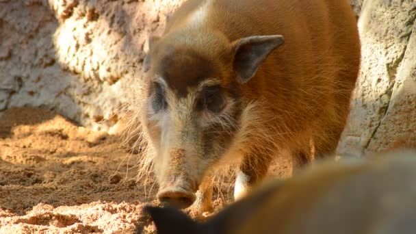 Red River Hog Kvinna Naturpark Potamochoerus Porcus Pictus — Stockvideo