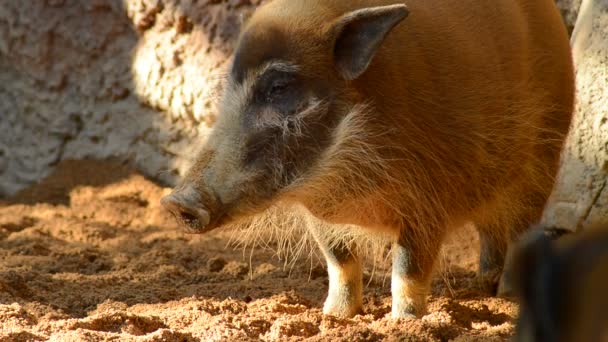 Cerdo Rojo Del Río Potamochoerus Porcus Pictus — Vídeos de Stock