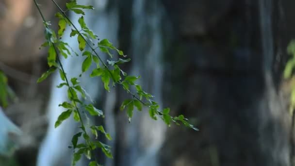 Green Leaves Waterfall Water Running — Stock Video
