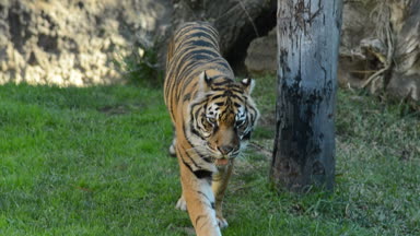 Doğal bir park - Panthera tigris sumatrae yaklaşan Sumatra kaplanı
