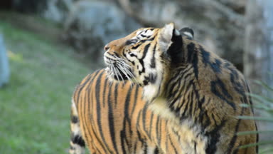 Sumatra kaplanı doğal bir parkta - Panthera tigris sumatrae