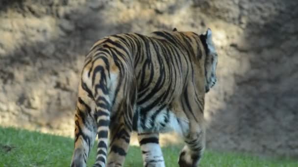 Tygr sumaterský v přírodním parku - Panthera tigris sumatrae