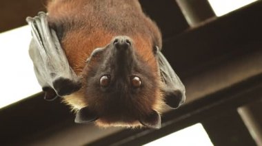 Hint uçan tilki yarasa titrek ve çatıda - Pteropus giganteus asılı