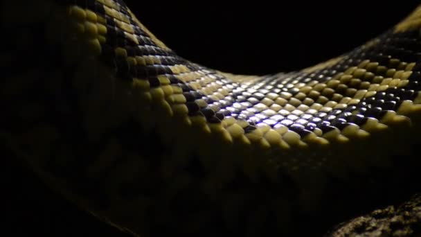 Échelles Serpent Diamant Python Passant Gros Plan Morelia Spilota — Video