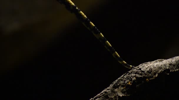 Schwanz Einer Diamant Pythonschlange Aus Nächster Nähe Morelia Spilota — Stockvideo